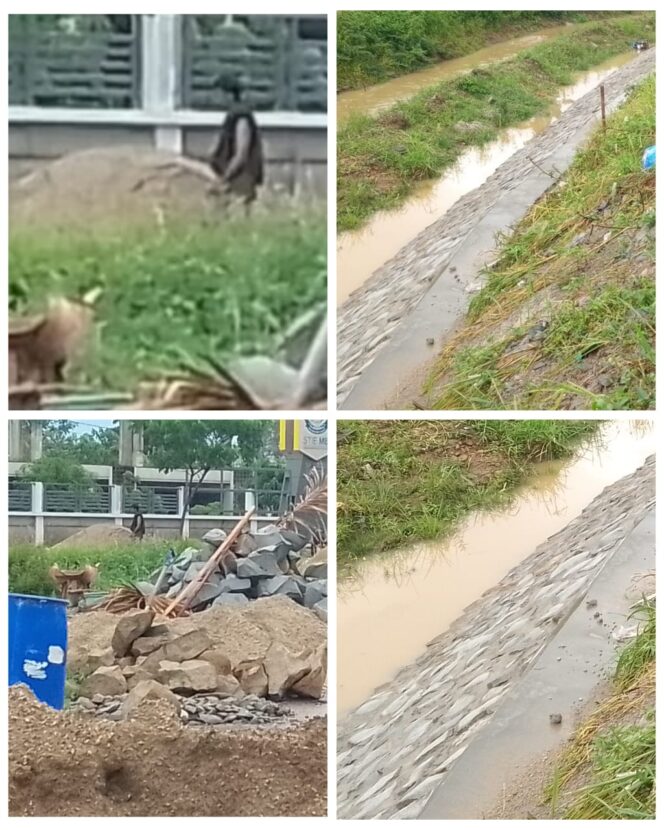 
					Demi Meraup Keuntungan Besar Di Duga Kontraktor Tanpa Nama Tidak Patuh Anjuran Bapak Gubernur Jawa Barat Para Pekerja Tidak Di Daftar kan BPJS Tenaga Kerja