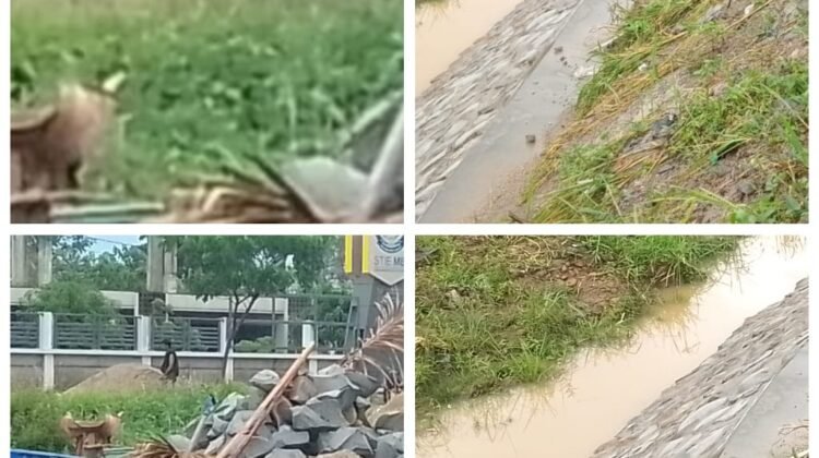 Demi Meraup Keuntungan Besar Di Duga Kontraktor Tanpa Nama Tidak Patuh Anjuran Bapak Gubernur Jawa Barat Para Pekerja Tidak Di Daftar kan BPJS Tenaga Kerja