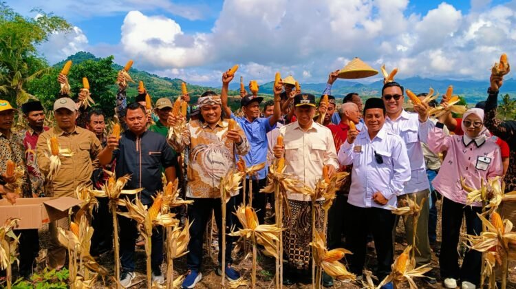 Panen Raya Jagung , Plt Bupati Tulungagung Dan DPR-RI Nasdem Nurhadi Dorong Ketahanan Pangan Berbasis Kelestarian Lingkungan